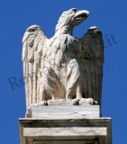 Aquila