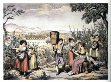 Vendemmia all'Aventino