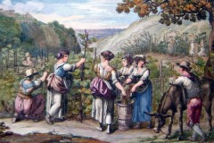 Vendemmia