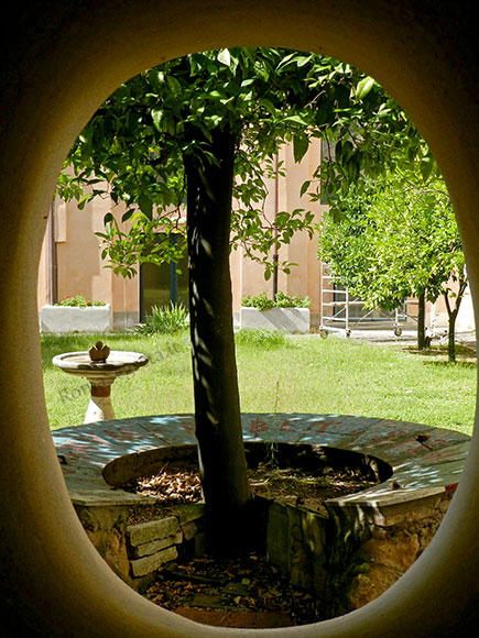 arancio di san domenico a s.sabina