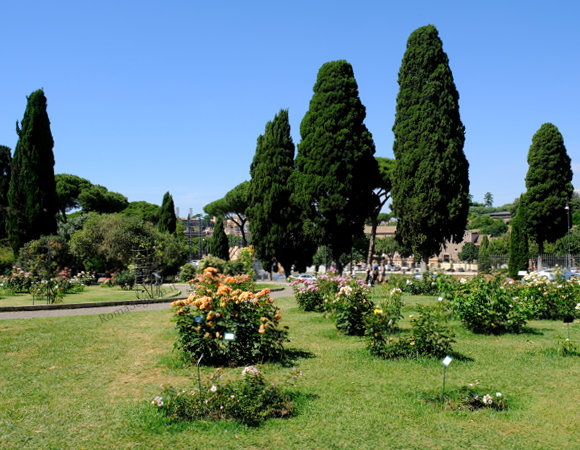 cipressi del cimitero ebraico presso il roseto comunale